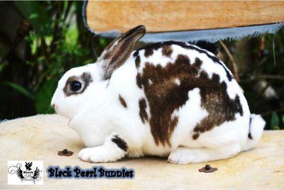 Mini Rex - Broken Castor - Mini Rex Rabbit
