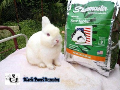 Netherland Dwarf - Rew - Netherland Dwarf Rabbit