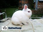 Netherland Dwarf - Rew - Netherland Dwarf Rabbit