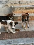 Sisters &amp; Berry, Barney, Elmo - Mixed Breed Dog