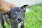 Sisters &amp; Berry, Barney, Elmo - Mixed Breed Dog