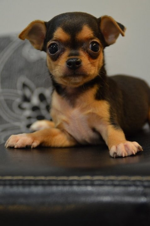 Chihuahua Puppies Sold - 9 Years 10 Months, Chi Hua Hua - Mini Size ...