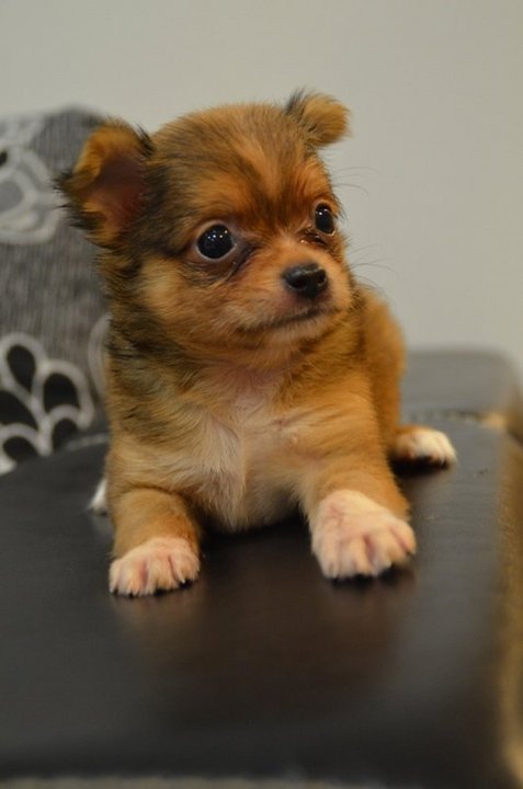 Chihuahua Puppies Sold - 9 Years 10 Months, Chi Hua Hua - Mini Size ...