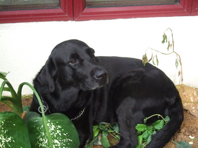 Niki - Golden Retriever + Labrador Retriever Dog