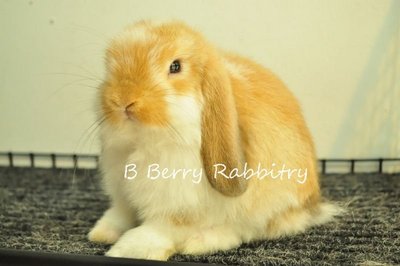 Holland Lop - Broken Orange 12 - Holland Lop Rabbit