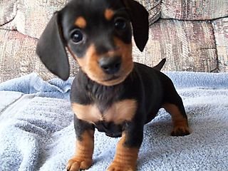 Dachshund Puppies Sold - 2 Months, Taiwan Breed Mini Dachshund Puppy ...