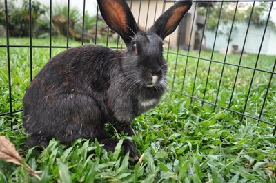 Ariel - Belgian Hare Rabbit