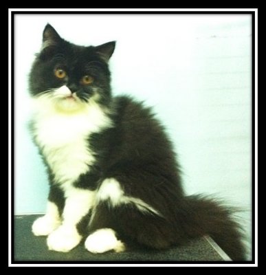 Semi Flat Face Perisan Black&amp;white - Persian Cat