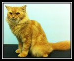 Ginger Persian - Persian Cat