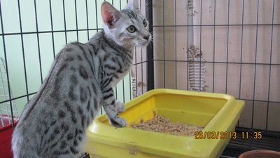 Silver Bengal - Female - Bengal Cat