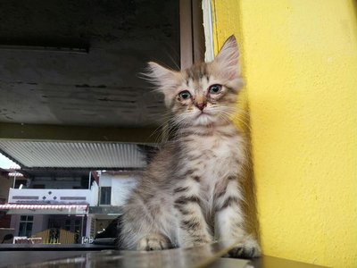 1 Semi Flat  Male Persian Kitten - Persian + Chinchilla Cat