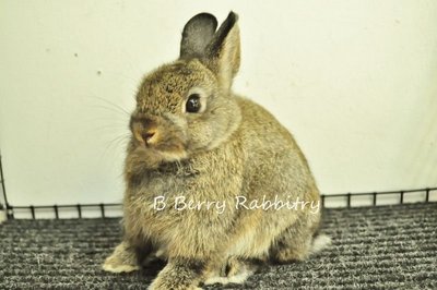 Netherland Dwarf - Chestnut 18 - Netherland Dwarf Rabbit