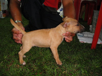 Mini Bull - Bull Terrier Dog