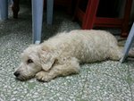 Ginger (Temporary Name) - Maltese Mix Dog
