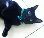 Cookie &amp; Blackie - Domestic Short Hair Cat