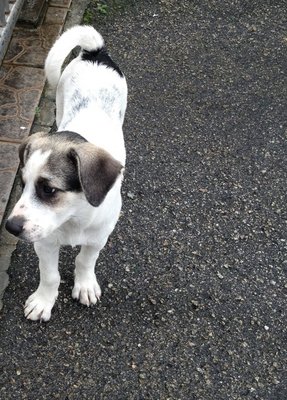 Looking For Home Urgently! - Mixed Breed Dog