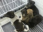 17 Puppies( Female&amp;male) - Mixed Breed Dog