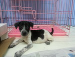 17 Puppies( Female&amp;male) - Mixed Breed Dog