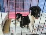 17 Puppies( Female&amp;male) - Mixed Breed Dog