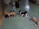 17 Puppies( Female&amp;male) - Mixed Breed Dog