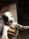 5 Puppies For Adoption - Mixed Breed Dog