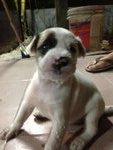 5 Puppies For Adoption - Mixed Breed Dog