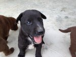 5 Puppies For Adoption - Mixed Breed Dog