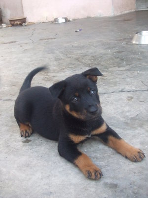 PF44568 - Rottweiler Mix Dog