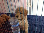 Light Brown Toy Poodle