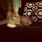 Valen Primo - Persian + Domestic Long Hair Cat