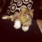 Valen Primo - Persian + Domestic Long Hair Cat