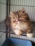 Valen Primo - Persian + Domestic Long Hair Cat