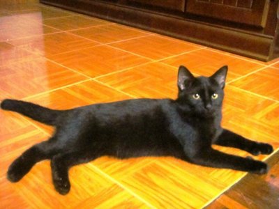 Blacky - Domestic Short Hair + Extra-Toes Cat (Hemingway Polydactyl) Cat