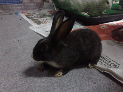 Mix Angora Rabbit - Angora Rabbit + New Zealand Rabbit