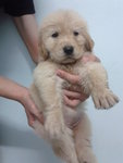 Giant Bone Golden Retriever Puppies - Golden Retriever Dog