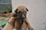 Kelefe active dogs( reserved!)