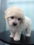 White Toy Poodle For Sale - Poodle Dog