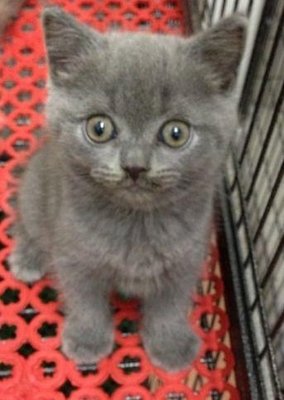 PF44974 - British Shorthair Cat