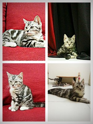 Marie La Van - American Shorthair Cat