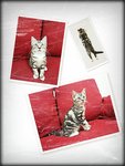 Marie La Van - American Shorthair Cat