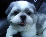 Puffy - Shih Tzu + Maltese Dog