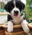 Panda - Golden Retriever Mix Dog