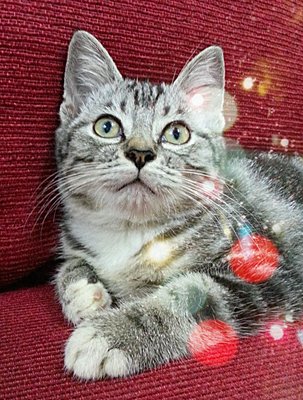 Hashira - American Shorthair Cat