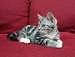 Hashira - American Shorthair Cat