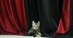 Hashira - American Shorthair Cat