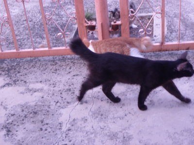 Atam N Uncit - Domestic Medium Hair Cat