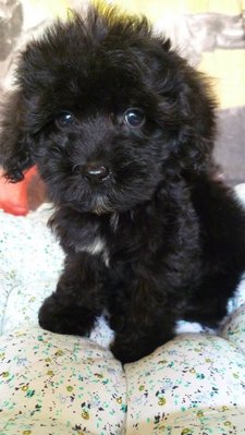 Black Tiny Toy Poodles/male&amp;female - Poodle Dog