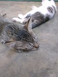 Three Little Kittens - Tabby - Domestic Short Hair + Tabby Cat