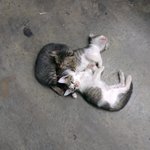 Three Little Kittens - Tabby - Domestic Short Hair + Tabby Cat