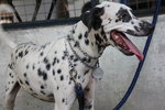 D148(050213) - Dalmatian Mix Dog